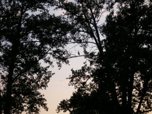 P1010114  
