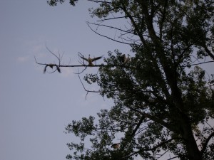 P1010116  