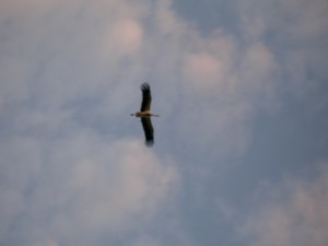 P1010118  