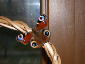 P1010323  