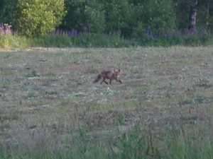 P3010007