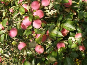P6270061
