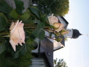 P1010517