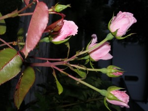 P1010530
