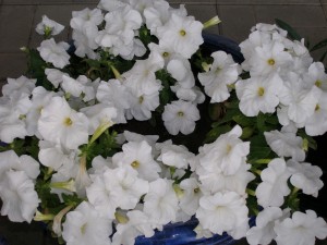 P1010626