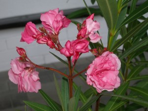 P1010629