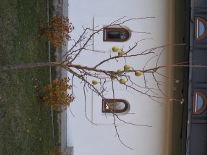 P1010932