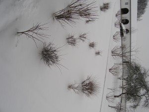 P1010045