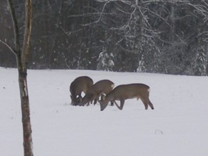 PA040017