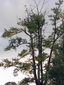 IMG 20260811 1958501