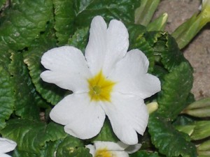 P4220324