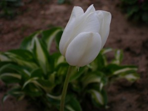 P5090032
