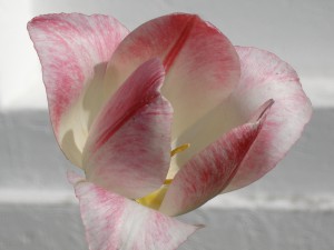 P5190017