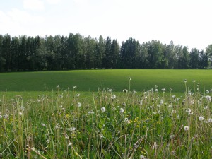 P5250037 