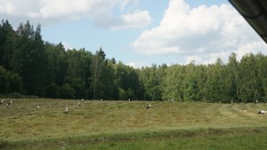 DSC07574
