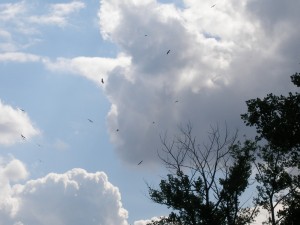 P1010365