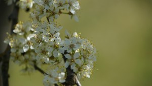 DSC07467