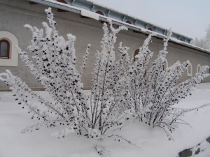 P1010325