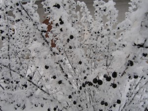 P1010326