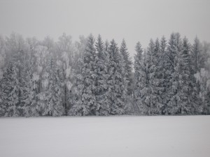 P1010341