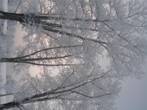 P1010348