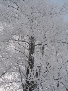 P1010350